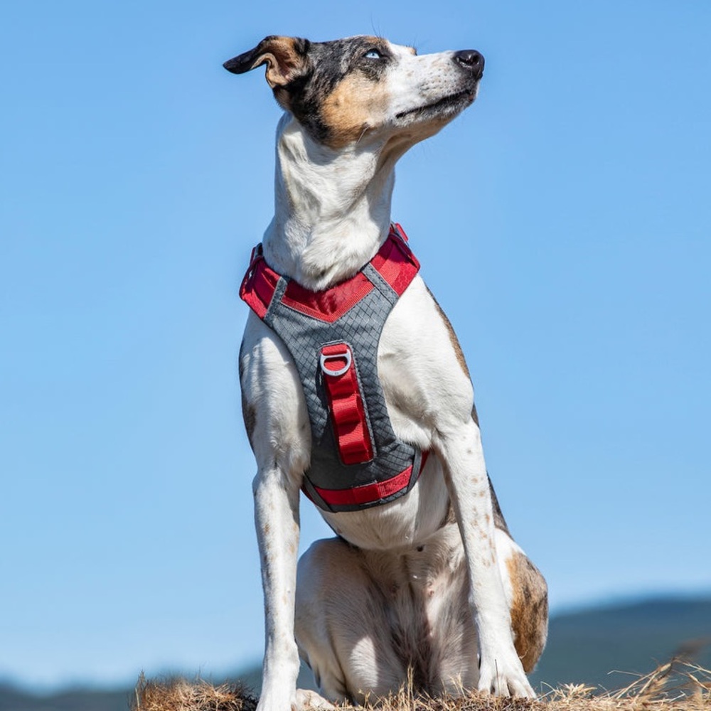 Krugo Journey Air Dog Harness - L